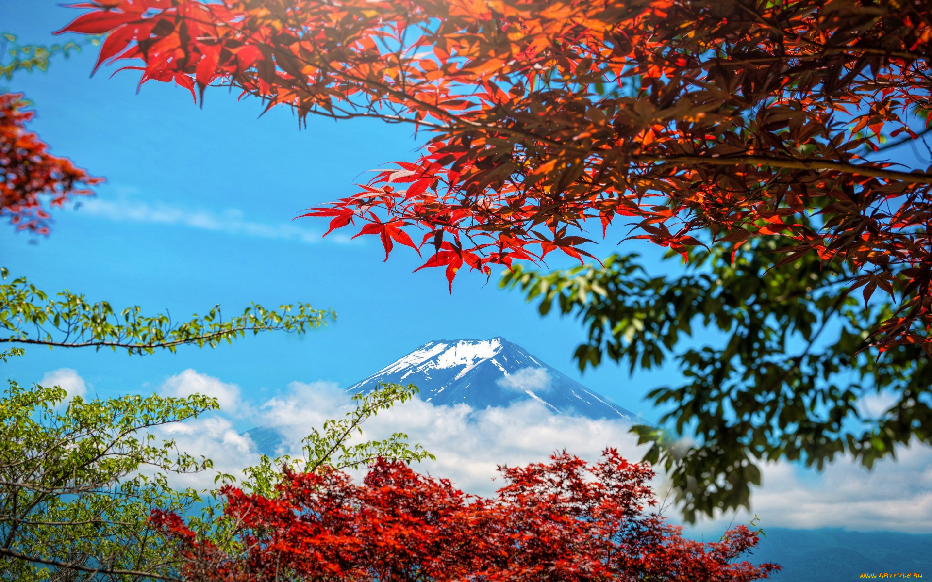 , , japan, , colorful, , , , fuji, mountain, maple, , leaves, autumn, landscape, , , , red
